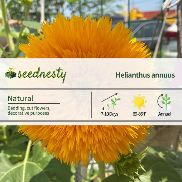 Sunflower Seeds, Teddy Bear