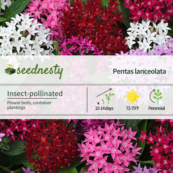 Lucky Star Mixture Pentas Seeds