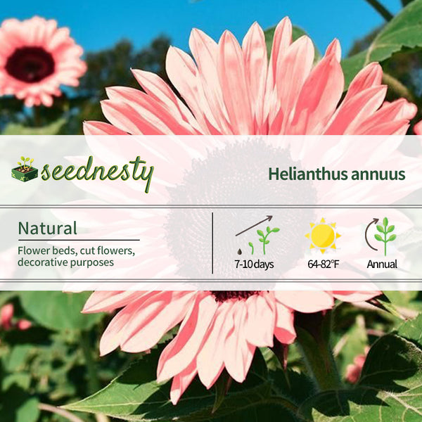 Midnight Oil Pink Sunflowers Seeds