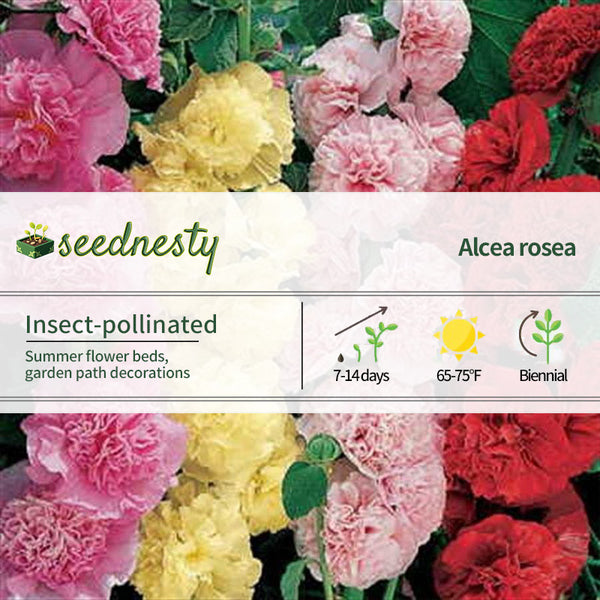 Summer Carnival Hollyhock Mix Seeds