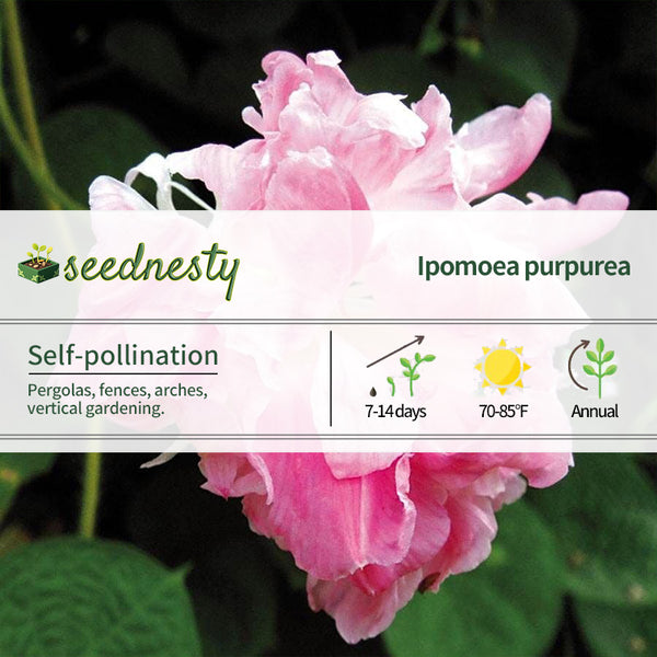 Split Second Morning Glory Vine Seeds