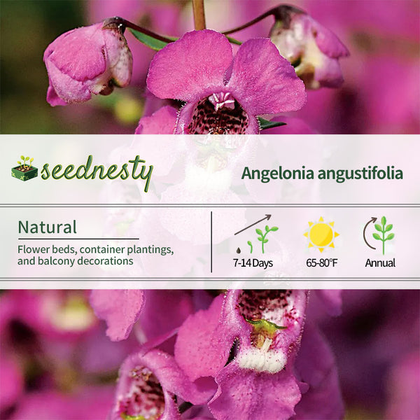 Serena Raspberry Angelonia Seeds