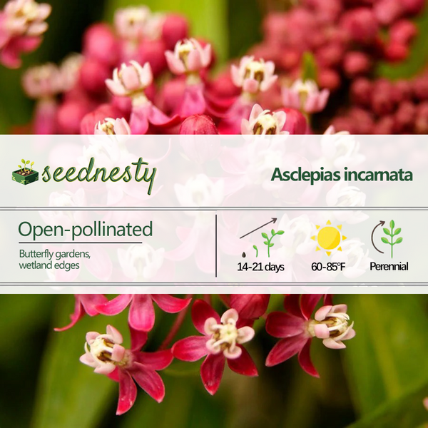 Asclepias 'Soulmate' Milkweed Seeds