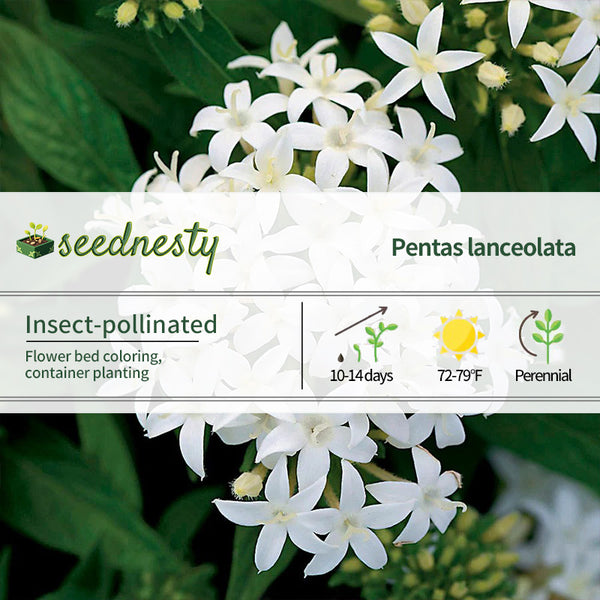 Lucky Star White Pentas Seeds
